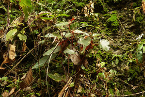 Begonia harauensis, red anthocyanic form, Harau valley, West Sumatra