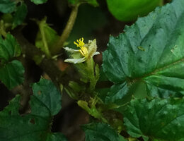 Begonia harlingii, female and male flowers side by side, Mashpi FR, Pichincha, Ecuador