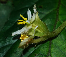 Begonia harlingii, female flower with stigma lobes, tepals and ovary, just above a male flower, Mashpi FR, Pichincha, Ecuador