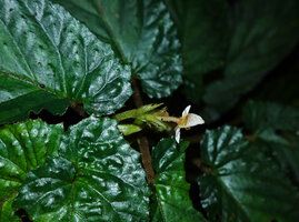 Begonia harlingii, leaf blade bases and male flower, Mashpi FR, Pichincha, Ecuador