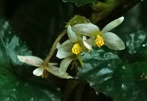Begonia harlingii, male flowers, Mashpi FR, Pichincha, Ecuador