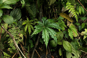 Begonia hemsleyana, plain green leaf form in forest understory, Nam Cang, Sapa, Vietnam
