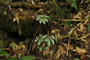 Begonia hemsleyana, silver white spotted leaf form in forest understory, Nam Cang, Sapa, Vietnam