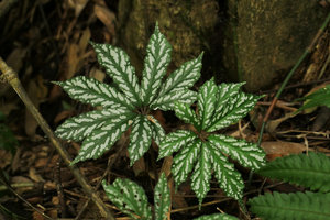 Begonia hemsleyana, silver white spotted leaf form, Nam Cang, Sapa, Vietnam