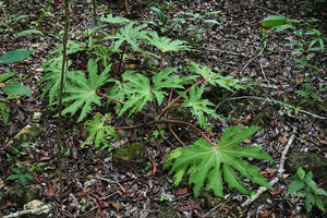 Begonia heracleifolia on limestone rocky soil, Aguateca, Petexbatun, Peten, Guatemala