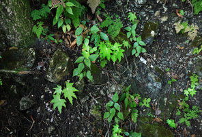 Begonia heracleifolia, young individuals on vertical limestone rocky bank, Aguateca, Petexbatun, Peten, Guatemala