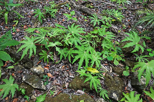 Begonia heracleifolia, young leaves with brown margins, Aguateca, Petexbatun, Peten, Guatemala