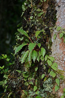 Begonia herbacea, epiphytic, Serra dos Orgaos NP,Teresopolis , Brazil