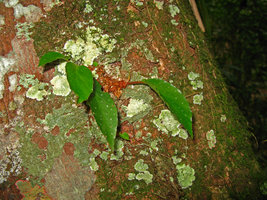 Begonia herbacea epiphytic, Sierra dos Orgaos, Brazil