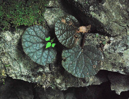 Begonia hinnamnoensis, bullate leaves, Phou Hin Poun NBCA, Khammouane, Laos