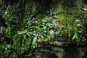 Begonia hinnamnoensis on mossy vertical limestone rock, Phou Hin Poun, Khammouane, Laos