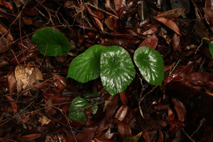 Begonia hirsutula in habitat, Ebodje, Campo, Cameroon