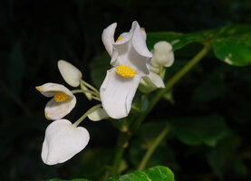 Begonia hooveriana, male flowers at anthesis, Enrekang, South Sulawesi