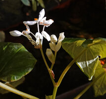 Begonia hooveriana, terminal male inflorescence, Enrekang, South Sulawesi