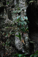 Begonia hughesii and Alocasia culionensis on stalactite, Lion's Cave, Sabang, Palawan, Philippines
