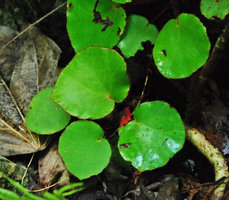 Begonia hughesii detail in its limestone habitat, PPSRNP, Sabang, Palawan, Philippines