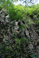 Begonia hughesii habitat on limestone cliff, Lion's Cave, Sabang, Palawan, Philippines, Feb. 2009