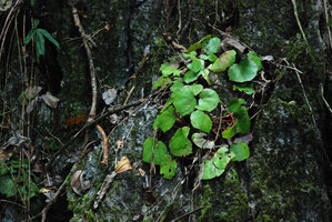 Begonia hughesii on mossy limestone rock, PPSRNP, Sabang, Palawan, Philippines