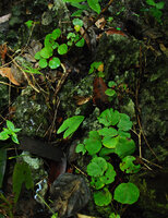 Begonia hughesii, population on limestone cliff, PPSRNP, Sabang,Palawan, Philippines
