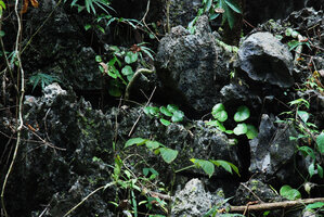 Begonia hughesii, population on limestone rock boulders habitat, PPSRNP, Sabang, Palawan, Philippines
