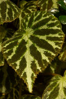 Begonia Jewel, black star design and mammillate leaf surface, Costume National Vertical Garden, Fukuoka, Sept. 2016