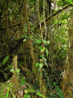 Begonia kaniensis climbing along a small trunk in mossy forest, Tari, 2200 m asl, Hela, Papua New Guinea