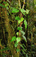 Begonia kaniensis climbing in mossy forest, Tari, 2200 m asl, Hela, Papua New Guinea
