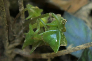 Begonia kingdon-wardii, bright green three and four winged  fleshy fruits, close up, Putao, Kachin, Myanmar