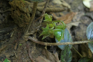 Begonia kingdon-wardii, bright green four winged  fleshy fruits, Putao, Kachin, Myanmar