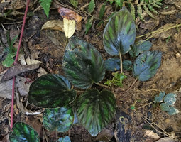Begonia kingdon-wardii, dark almost symmetric leaves and fleshy fruits, Putao, Kachin, Myanmar
