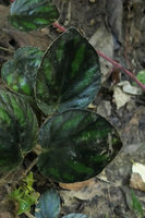 Begonia kingdon-wardii, dark brown green blotched symmetric leaves, Putao, Kachin, Myanmar