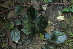 Begonia kingdon-wardii, dark brown symmetric leaves and green fleshy fruits, Putao, Kachin, Myanmar