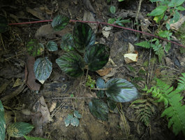 Begonia kingdon-wardii, dark brown symmetric leaves, Putao, Kachin, Myanmar