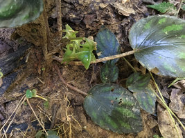 Begonia kingdon-wardii, dark shiny leaves and fleshy fruits, Putao, Kachin, Myanmar