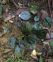 Begonia kingdon-wardii, dark shiny somewhat iridescent and plicate leaves and fleshy four winged fruits, plantlet on left issued from natural leaf cutting, Putao, Kachin, Myanmar