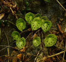 Begonia kingiana exhibiting leaf blade avoidance through everlasting elongation of petiole, Langkawi, Malaysia