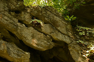 Begonia kingiana in its shaded vertical limestone cliff habitat, Langkawi, Malaysia