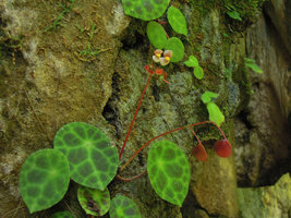 Begonia kingiana, male flowers and capsular fruits, Banjaran, Perak, Malaysia