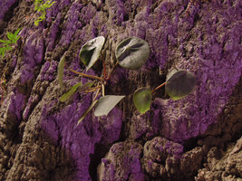 Begonia kingiana under purple light, Batu Caves, Selangor, Malaysia