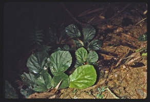 Begonia hirsutula on earth bank, Campo, Cameroun