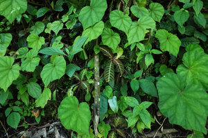 Begonia lindleyana and Hoffmannia ghiesbreghtii on vertical rocky bank, Cubilhuitz, Alta Verapaz, Guatemala