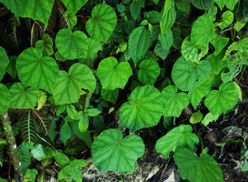 Begonia lindleyana, Cubilhuitz, Alta Verapaz, Guatemala