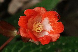 Begonia longirostris, female flower with almost entire light red three outer tepals and incised bright red inner three tepals and coralliform branched stigmas, El Pahuma, Pichincha, Ecuador