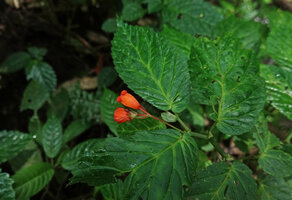 Begonia longirostris, flowering leafy stem inflorescence with one tubular male and one female flowers, El Pahuma, Pichincha, Ecuador