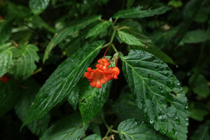 Begonia longirostris, flowering stem, El Pahuma, Pichincha, Ecuador