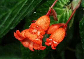 Begonia longirostris, lateral view of flowers, female flower with six free tepals and male flowers with tubular fused two outer tepals, El Pahuma, Pichincha, Ecuador