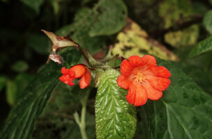 Begonia longirostris, maturing fruit, male flower and female flower, El Pahuma, Pichincha, Ecuador