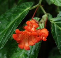 Begonia longirostris, two male flowers with deeply incised opposite two inner tepals and a six tepaled female flower with incised inner tepals, El Pahuma, Pichincha, Ecuador