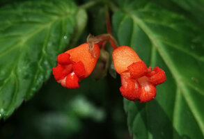 Begonia longirostris, two tubular male flowers due to the fused both outer tepals, and deeply incised two inner tepals resulting in four backward recurved lobes, El Pahuma, Pichincha, Ecuador