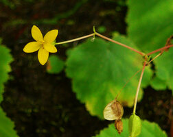 Begonia lutea, female flower, maturing fruit and dry capsular fruit, Cano Cristales, Meta, Colombia